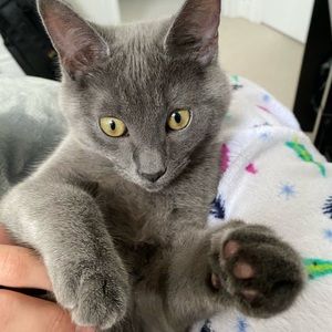 Meet your Posher, Heval